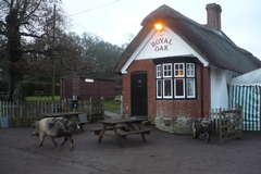 A view of the Royal Oak, Fritham